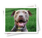 Check Out Pet Stories!