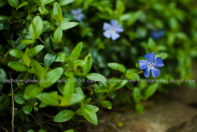 how to photograph flowers