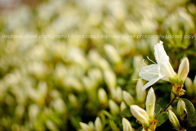 how to photograph flowers